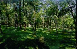 贵阳森林公园天气预报,历史气温,旅游指数,森林