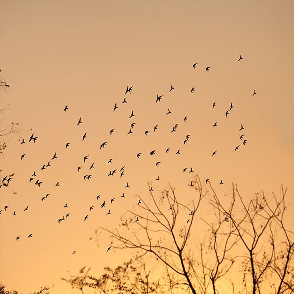 西溪湿地,夕阳,呼的一阵,一群鸟飞过眼前的树林.
