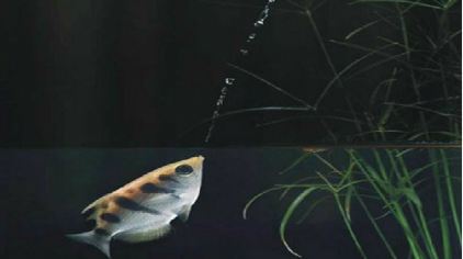 水世界、科普活动、生日派对定制、亲子游戏等丰富有趣的活动高清图片