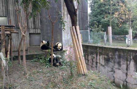 成都熊猫基地一日游