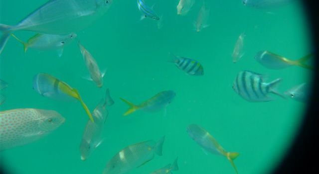 马来西亚刁曼岛|刁曼岛游记-携程旅行