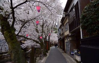 城崎温泉的樱花 - 日本游记攻略