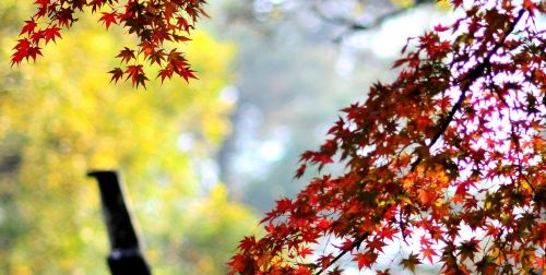 苏州2日公司旅游·金秋赏枫 泡温泉 享美食,苏