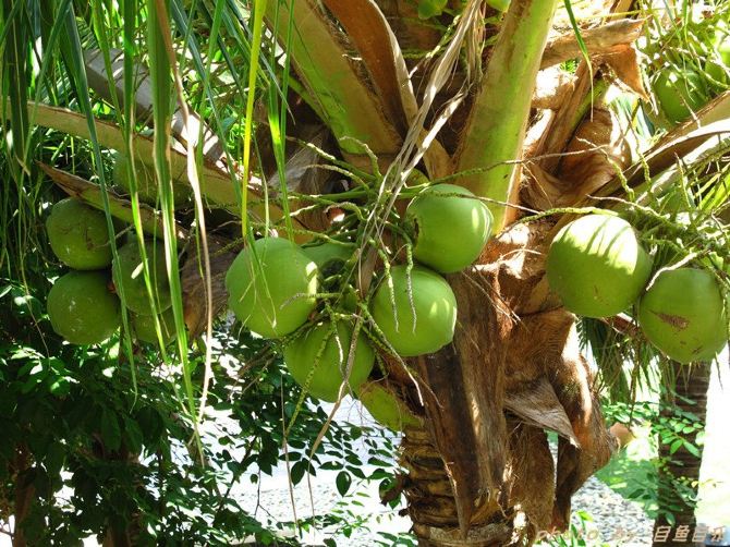 夹缝中的假期:去三亚过周末 - 三亚游记攻略