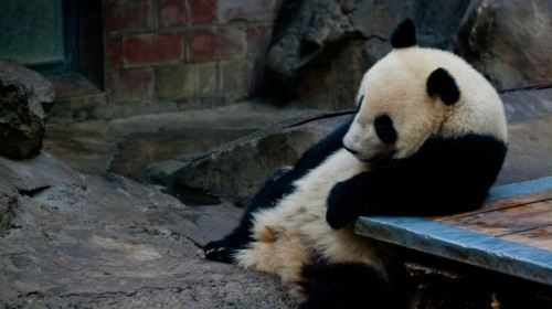 壁纸 大熊猫 动物 500_280
