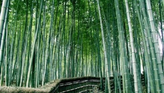 万竹园门票多少钱_万竹园门票价格_万竹园门