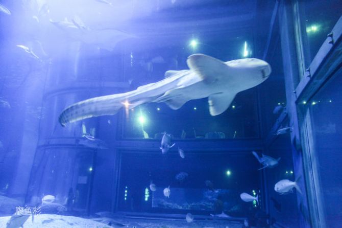 【日本】大阪水族馆里的奇幻世界 - 大阪游记攻略