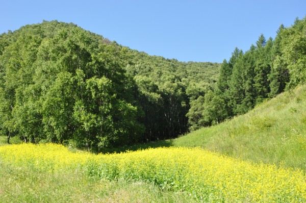 前方目的地,和平森林公园,完全依靠导航.