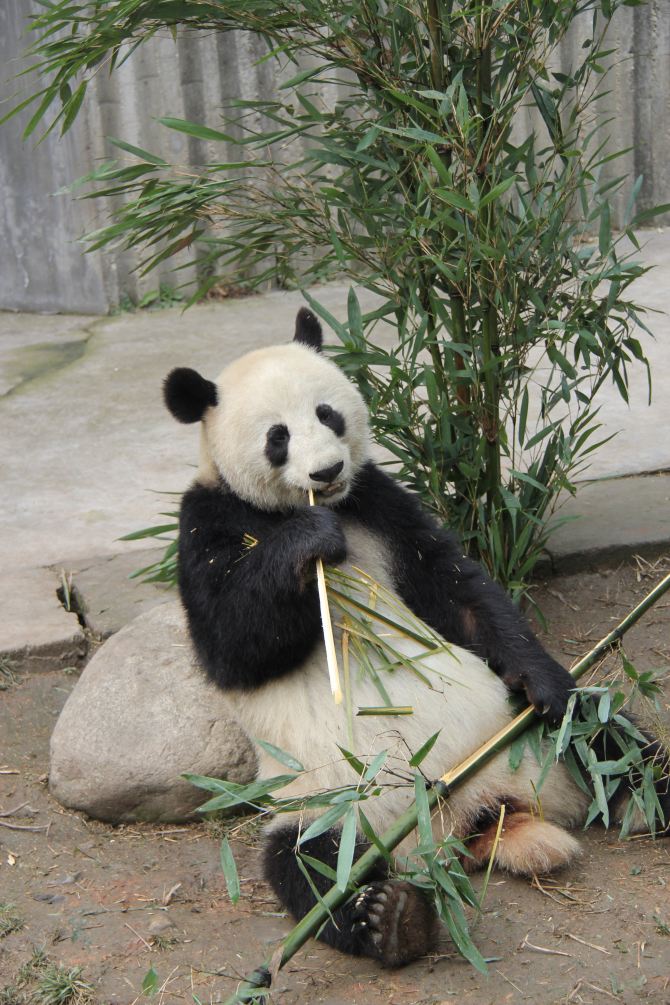 春节成渝行7:大熊猫繁育基地 - 成都游记攻略