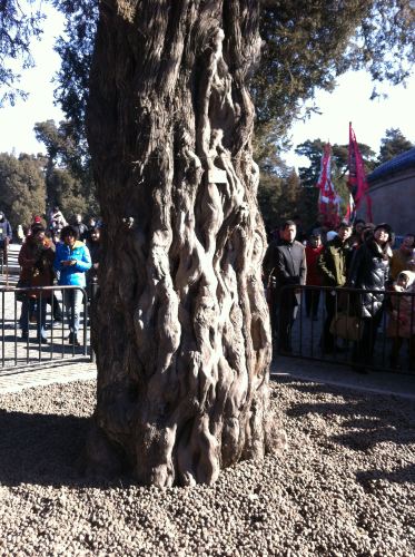 春节北京亲子游 - 北京游记攻略