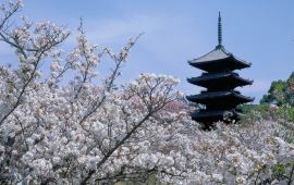 京都仁和寺天气预报,历史气温,旅游指数,仁和寺