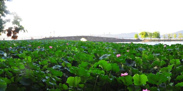 蓬莱仙山之彩蝶迎春_双双化成彩蝶的是