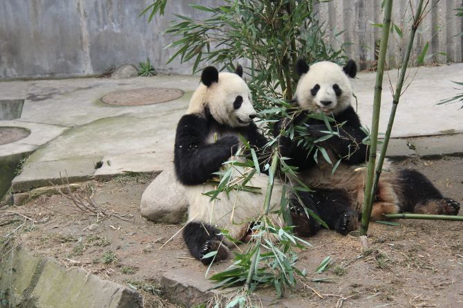 春节成渝行7:大熊猫繁育基地 - 成都游记攻略