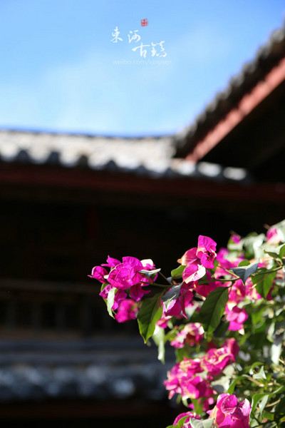 云南丽江5天文艺小资自由行,吃住行全攻略+超