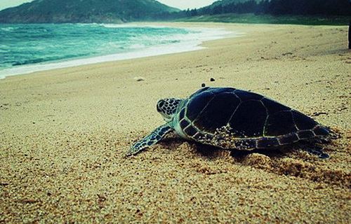 港口海龟自然保护区门票多少钱_港口海龟自然