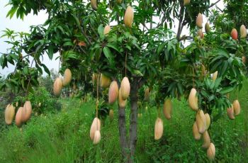 【携程攻略】广州芒果哪里卖,广州在哪里卖芒