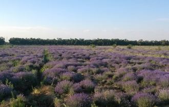 新疆乌鲁木齐三平开心农场熏衣草+开心农场自