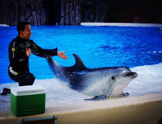 珠海长隆海洋王国归来 企鹅白鲸海豚太可爱 - 