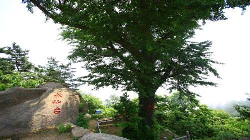 1/1 槎山风景区 景区 景点地址山东省威海市荣成市人和镇 开放时间7