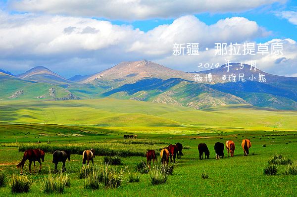[伊犁]【加油站】新疆伊梨·心随马儿在草原飞驰