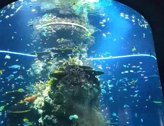 2014新加坡圣淘沙环球乐园,海洋世界,海景无敌