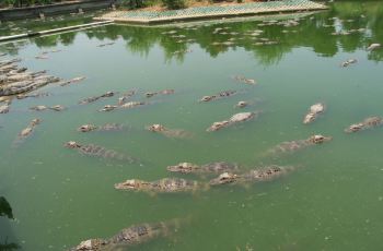 中国鳄鱼湖