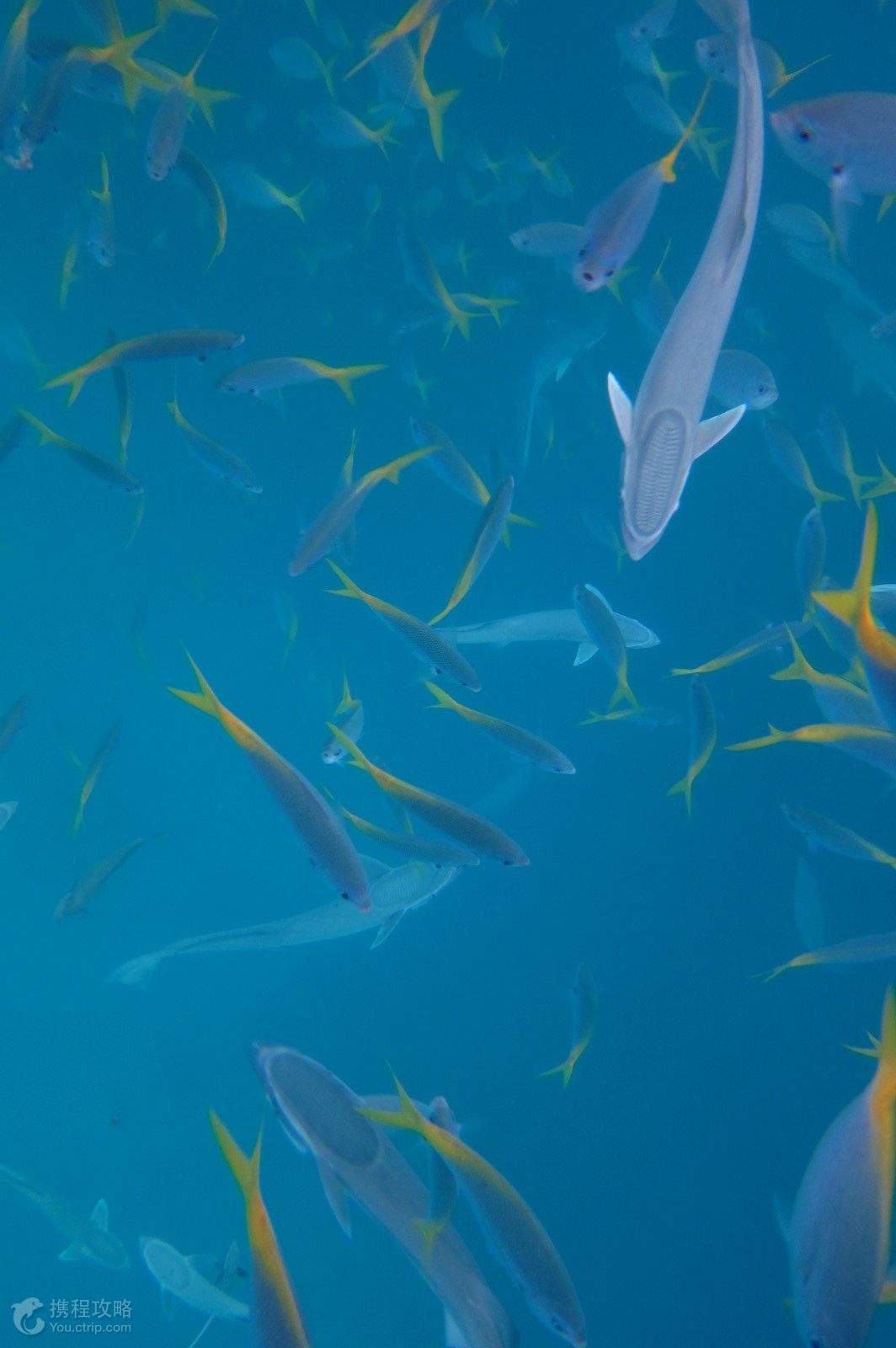 帕劳5日4晚自由行·买机票赠帛琉大酒店市景房+赠水下相机-【携程旅游】