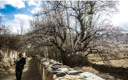 拉萨三日游攻略 在八廓街上喝奶茶、大昭寺前