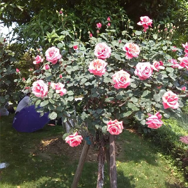 常州市花,月季.和别处不同的是长在树上.