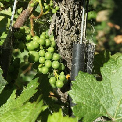 北京家庭新西兰南岛十一日自驾行图文攻略 签