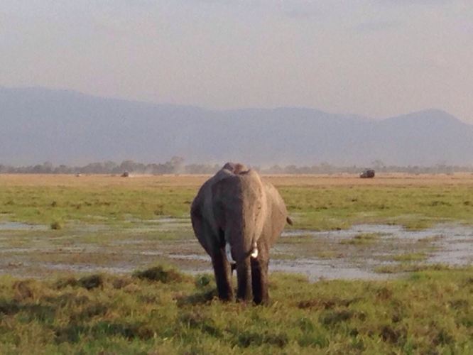 走进魅力肯尼亚之安波塞利国家公园 - 安波塞利