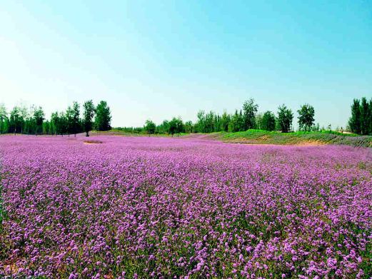 正定风景图片,正定旅游景点照片\/图片\/图库\/相册【携程攻略】