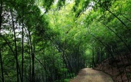 信阳波尔登森林公园天气预报,历史气温,旅游指