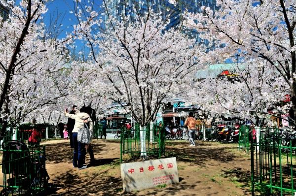 "中日樱花园"位于鲁迅公园的一角,是由留日分会的学长及中日友好人士