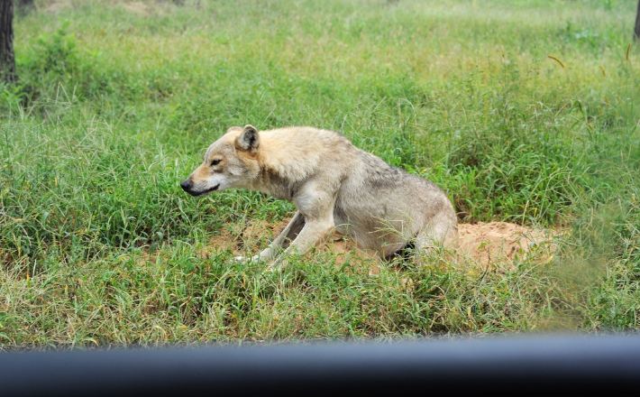 带娃游北戴河,观海,看动物,尝海鲜 - 秦皇岛游记