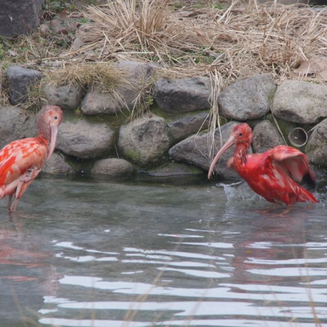 马年,让我们去上海野生动物园