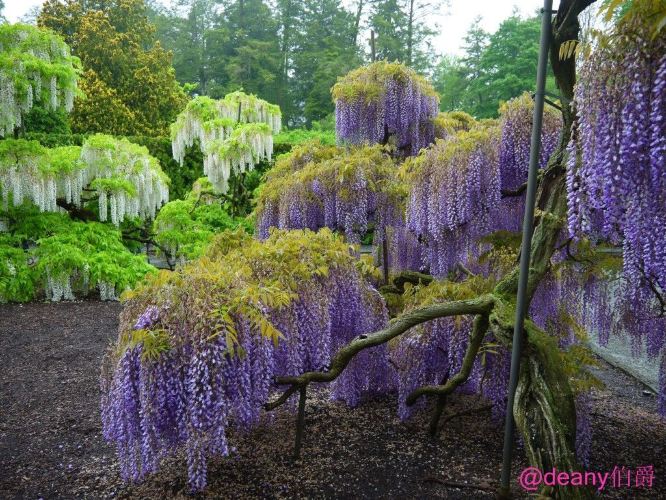 【加油站】【海外租车】美国东部赏花、观鲸游