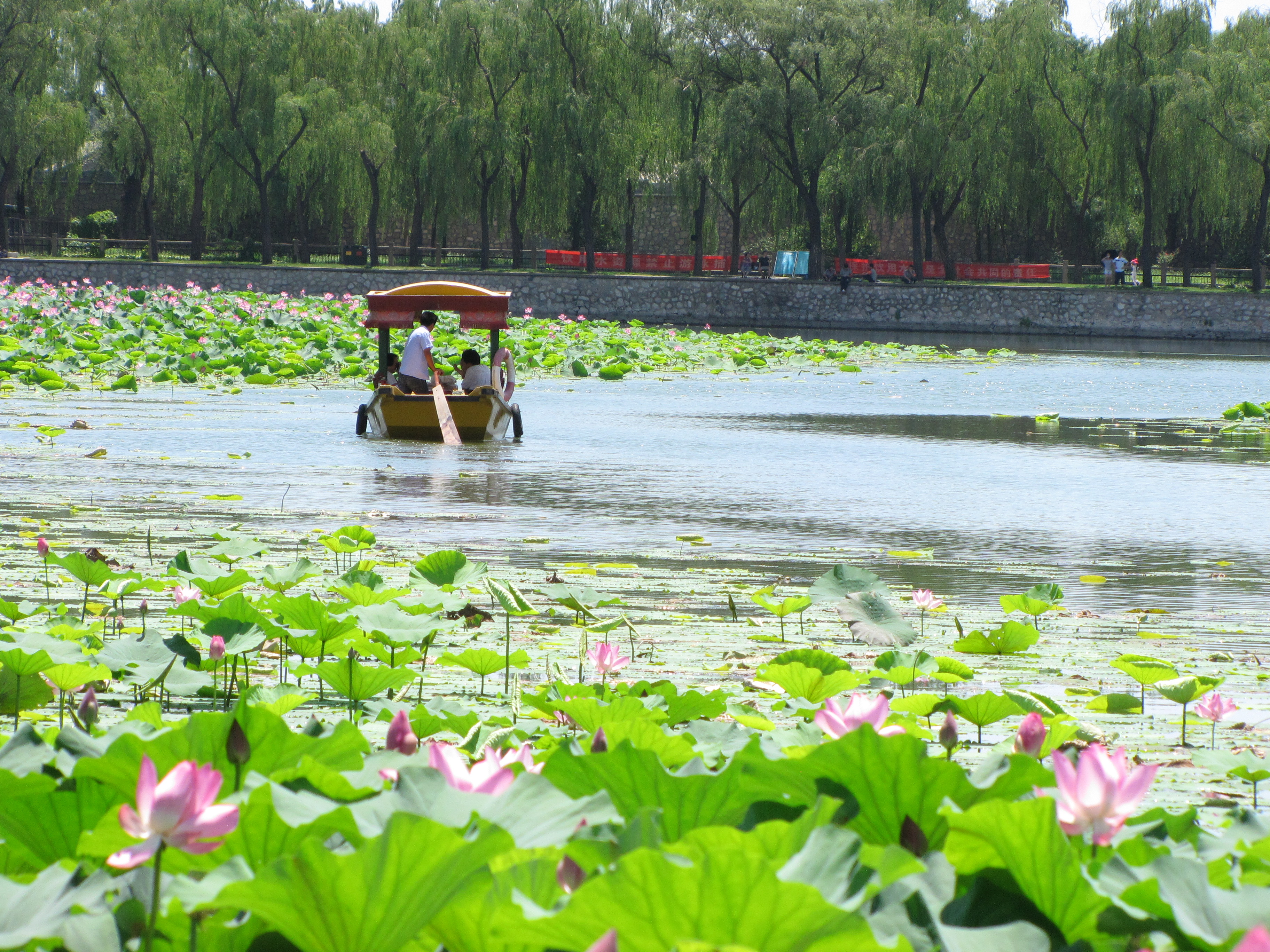 颐和园也有了属于自己的荷花塘 - 北京游记攻略【携程攻略】