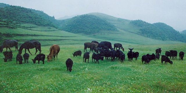 贵州省毕节市威宁彝族回族苗族自治县           景点介绍 百草坪旅游