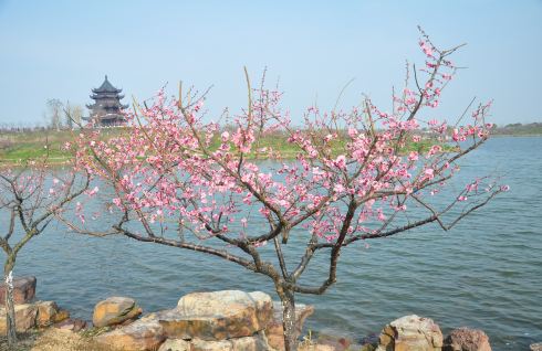 奉贤海湾森林公园梅花节--一只teddy的赏梅春游