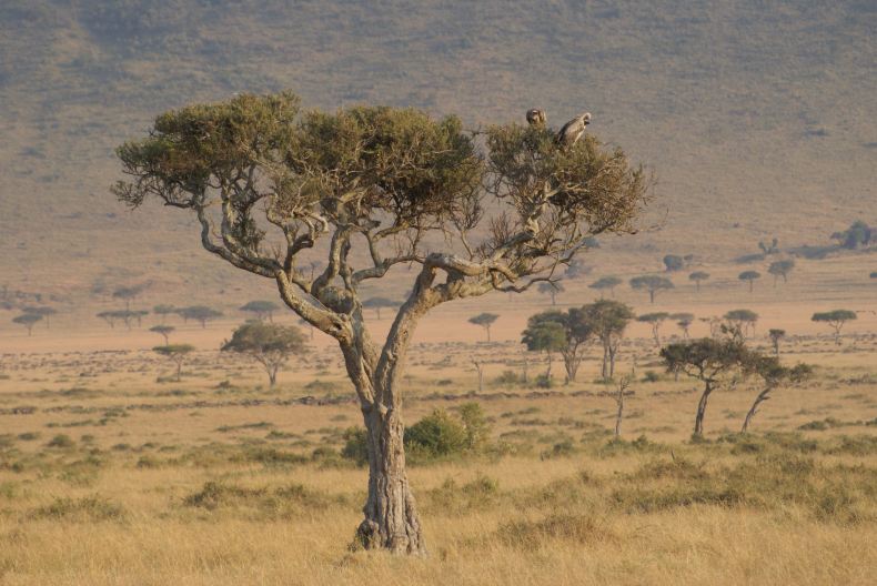 肯尼亚safari游猎之旅-东非旅游之肯尼亚之旅-