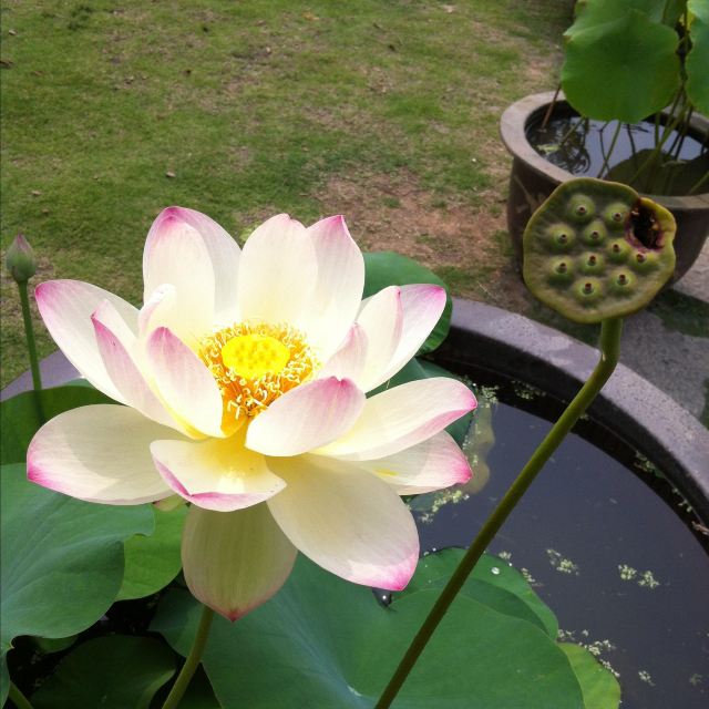 荷花,又名莲花,水芙蓉等,属睡莲目,莲科多年生水生草本花卉.