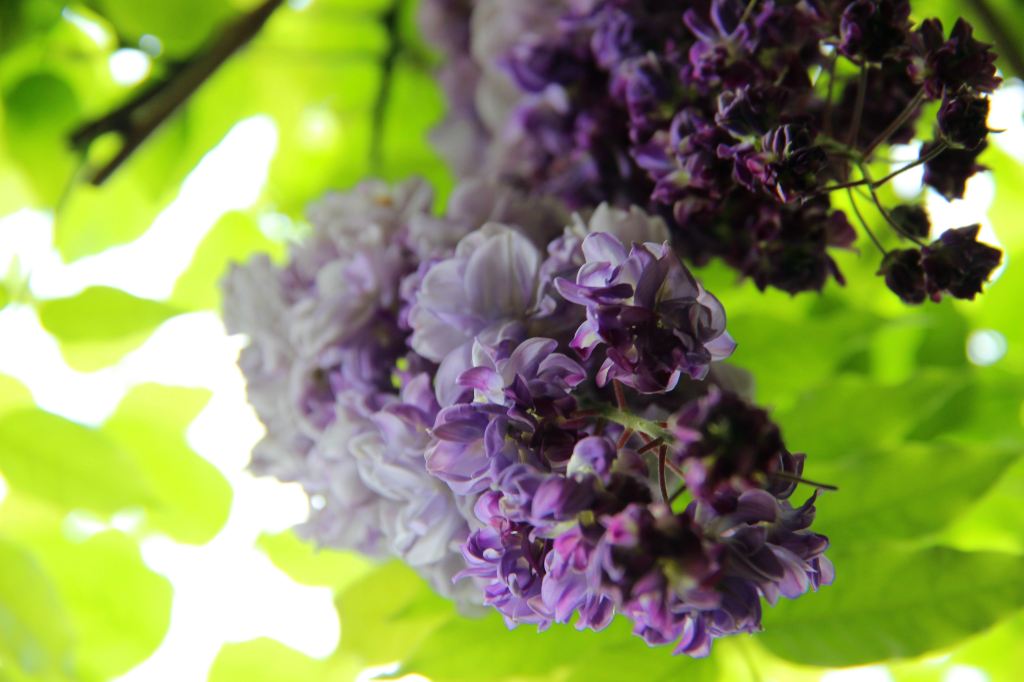 紫藤萝瀑布课后习题,bet365体育在线沃鑫,廊坊