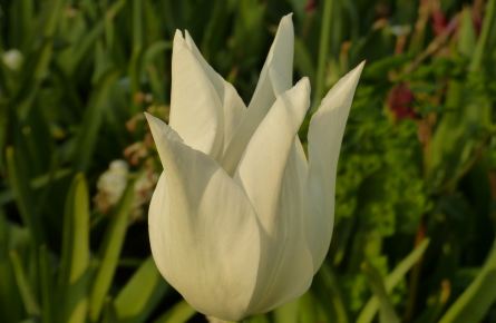 团购上海鲜花港_上海鲜花港_上海欢乐谷门票团购(3)