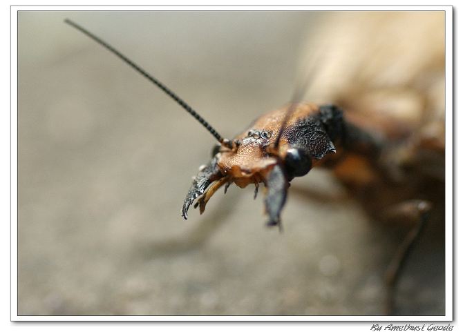 青山绿水本无价,白墙黑瓦别有情--宏村、塔川和