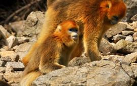 汉中佛坪自然保护区天气预报,历史气温,旅游指