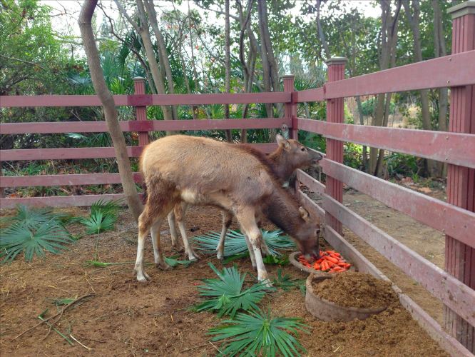 【加游站】大丰麋鹿自然保护区 - 大丰游记攻略