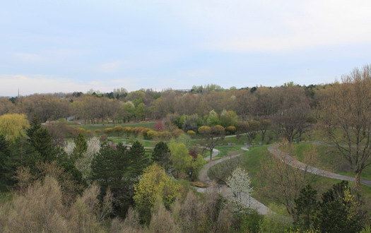 4月奥地利、德国、瑞士清新游-5(维也纳郊外花