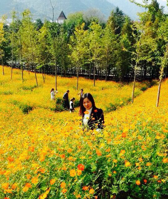 来东黄山看花海吧.