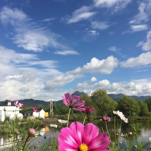 阳光下的格桑花
